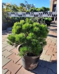 Сосна чорна Бамбіно | Pinus nigra Bambino | Сосна чёрная Бамбино